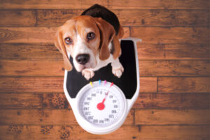 What a Healthy Dog Weight Looks Like